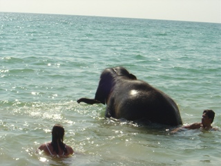 泳ぐ象