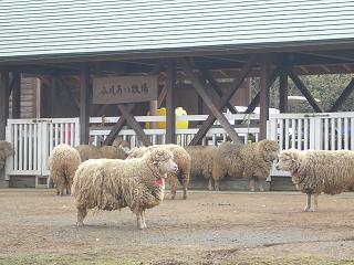 羊山公園の羊