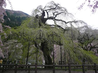 樹齢６００年のエドヒガンザクラ